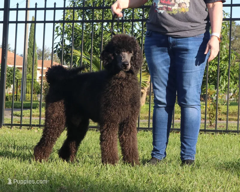 Ares AKC CH OFA Family Raised