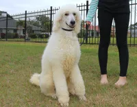 Ares AKC CH OFA Family Raised, a male Poodle - Standard  for sale in Haines City, FL – Photo 4 of 7
