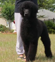 Ares AKC CH OFA Family Raised, a male Poodle - Standard  for sale in Haines City, FL – Photo 3 of 7