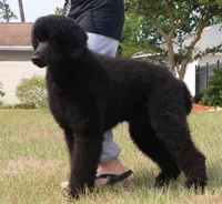 Ares AKC CH OFA Family Raised, a male Poodle - Standard  for sale in Haines City, FL – Photo 2 of 7