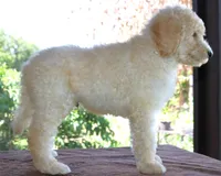 White AKC 17 Champion Bloodlines Family Raised Clearing to White Male, a male Poodle - Standard  for sale in Haines City, FL – 3 of 3