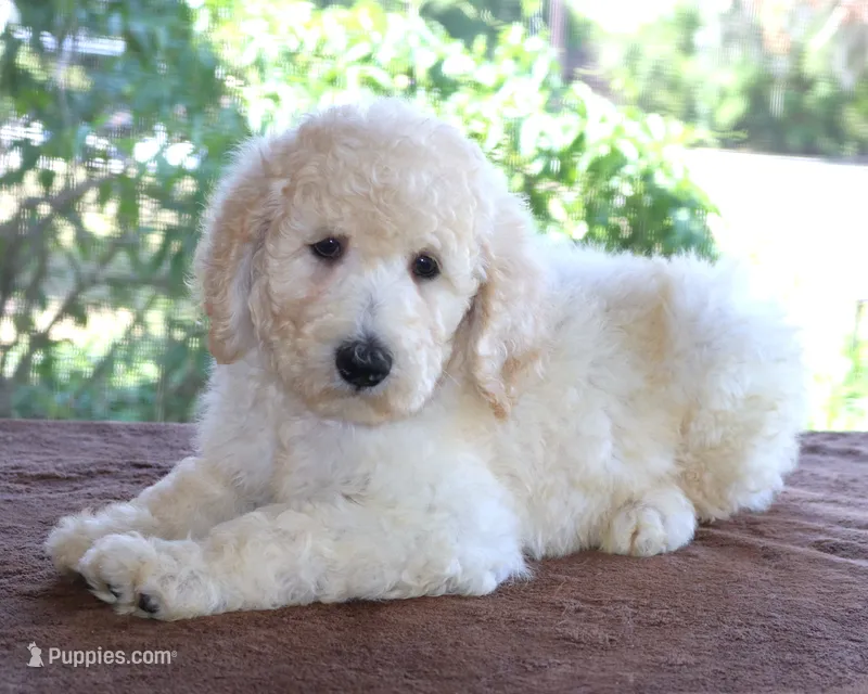 White AKC 17 Champion Bloodlines Family Raised Clearing to White Male – Poodle - Standard  puppy for sale in Haines City, FL