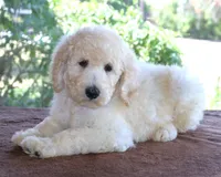 White AKC 17 Champion Bloodlines Family Raised Clearing to White Male, a male Poodle - Standard  for sale in Haines City, FL – 1 of 3