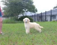 AKC Sunny 17 Champion Bloodlines Family Raised Clearing to White, a male Poodle - Standard  for sale in Haines City, FL – 7 of 7