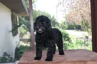 AKC Hazel 17 Champion Bloodlines Family Raised Black Blue Female, a female Poodle - Standard  for sale in Haines City, FL – 2 of 5