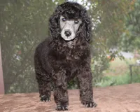 AKC CH MAX Family Raised, a male Poodle - Standard  for sale in Haines City, FL – Photo 1 of 2
