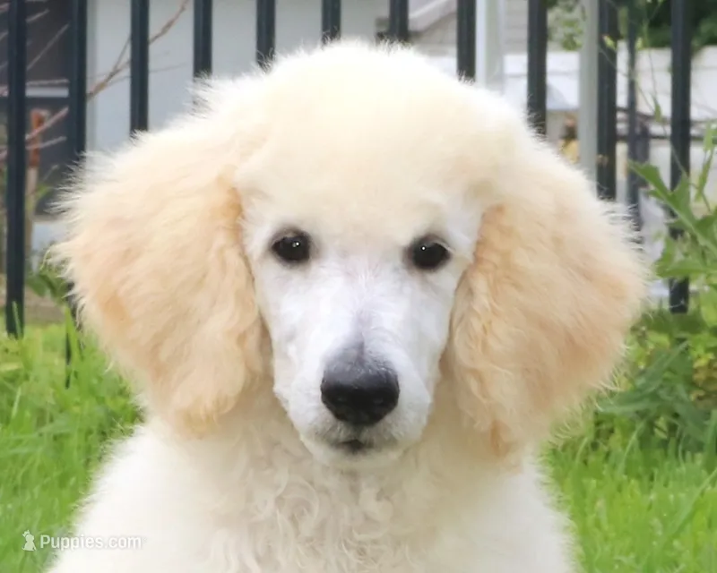 AKC Sunny 17 Champion Bloodlines Family Raised Clearing to White, a male Poodle - Standard  for sale in Haines City, FL – 1 of 7