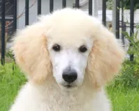 AKC Sunny 17 Champion Bloodlines Family Raised Clearing to White, a male Poodle - Standard  for sale in Haines City, FL – 1 of 7