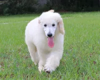 AKC Sunny 17 Champion Bloodlines Family Raised Clearing to White, a male Poodle - Standard  for sale in Haines City, FL – 3 of 7