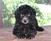 AKC Sage 17 Champion Bloodline Pedigree Family Raised Silver Female, a female Poodle - Standard  for sale in Haines City, FL – 1 of 3