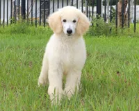 AKC Sunny 17 Champion Bloodlines Family Raised Clearing to White, a male Poodle - Standard  for sale in Haines City, FL – 5 of 7