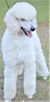 AKC Hazel 17 Champion Bloodlines Family Raised Black Blue Female, a female Poodle - Standard  for sale in Haines City, FL – 9 of 9