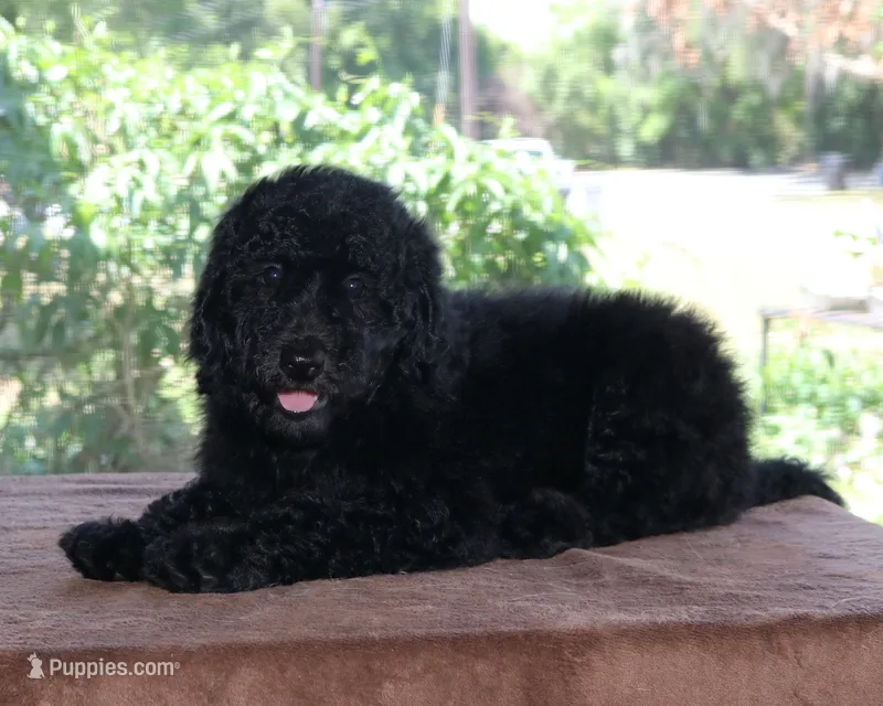AKC Hazel 17 Champion Bloodlines Family Raised Black Blue Female – Poodle - Standard  puppy for sale in Haines City, FL