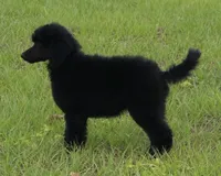 AKC Hazel 17 Champion Bloodlines Family Raised Black Blue Female, a female Poodle - Standard  for sale in Haines City, FL – 2 of 9