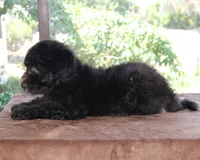 AKC Sage 17 Champion Bloodline Pedigree Family Raised Silver Female, a female Poodle - Standard  for sale in Haines City, FL – 2 of 3
