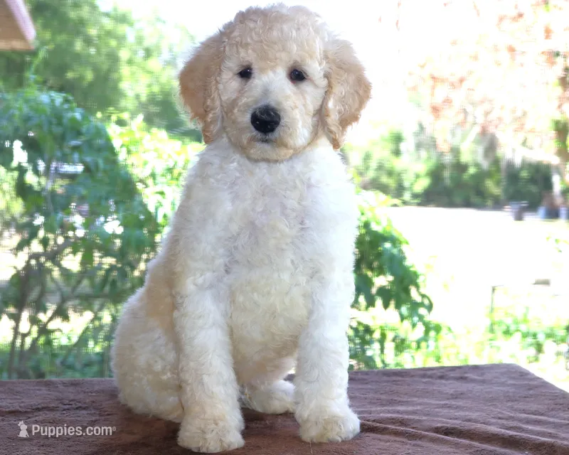 AKC Sunny 17 Champion Bloodlines Family Raised Clearing to White – Poodle - Standard  puppy for sale in Haines City, FL