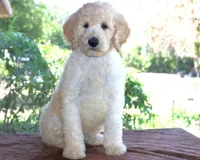 AKC Sunny 17 Champion Bloodlines Family Raised Clearing to White, a male Poodle - Standard  for sale in Haines City, FL – 1 of 3