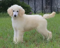 AKC Sunny 17 Champion Bloodlines Family Raised Clearing to White, a male Poodle - Standard  for sale in Haines City, FL – 2 of 7