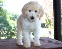 White AKC 17 Champion Bloodlines Family Raised Clearing to White Male, a male Poodle - Standard  for sale in Haines City, FL – 2 of 3