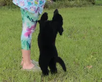 AKC Hazel 17 Champion Bloodlines Family Raised Black Blue Female, a female Poodle - Standard  for sale in Haines City, FL – 4 of 9