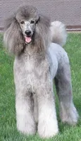AKC CH TEDDY FAMILY RAISED, a male Poodle - Standard  for sale in Haines City, FL – Photo 4 of 4