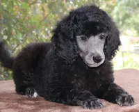 AKC CH TEDDY FAMILY RAISED, a male Poodle - Standard  for sale in Haines City, FL – Photo 2 of 4