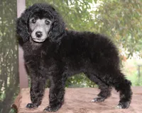 AKC CH TEDDY FAMILY RAISED, a male Poodle - Standard  for sale in Haines City, FL – Photo 3 of 4