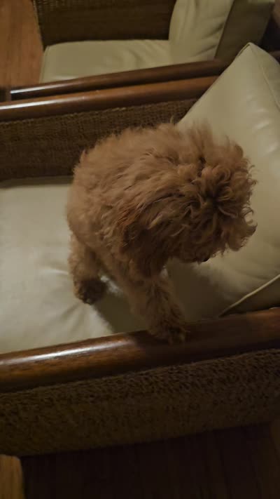 Hazel, a female Miniature Goldendoodle for sale in Dallas, TX – 2 of 2