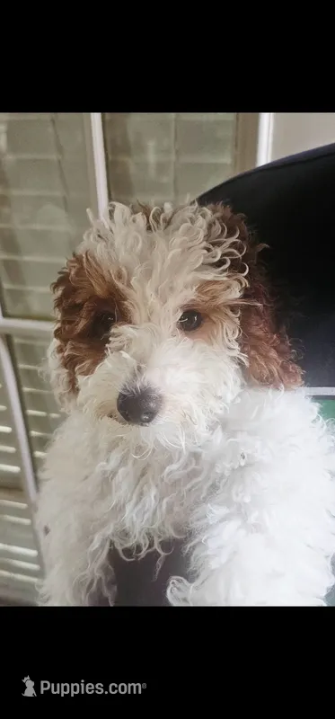 Duke – Miniature Goldendoodle puppy for sale in Dallas, TX