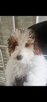 Duke, a male Miniature Goldendoodle for sale in Dallas, TX – 1 of 1