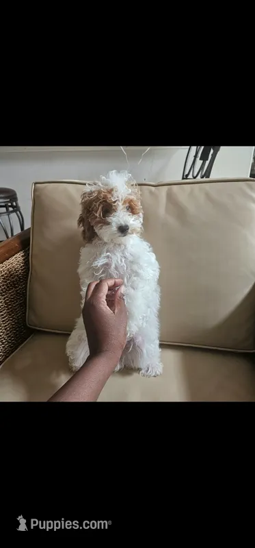 Ginger – Miniature Goldendoodle puppy for sale in Dallas, TX