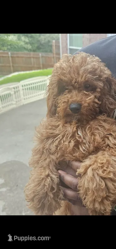Hazel – Miniature Goldendoodle puppy for sale in Dallas, TX