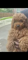 Hazel, a female Miniature Goldendoodle for sale in Dallas, TX – 1 of 1