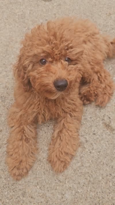 Zoey, a female Miniature Goldendoodle for sale in Dallas, TX – 2 of 2