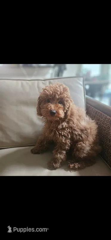 Bella – Goldendoodle puppy for sale in Dallas, TX