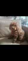 Bella, a female Goldendoodle for sale in Dallas, TX – 1 of 1