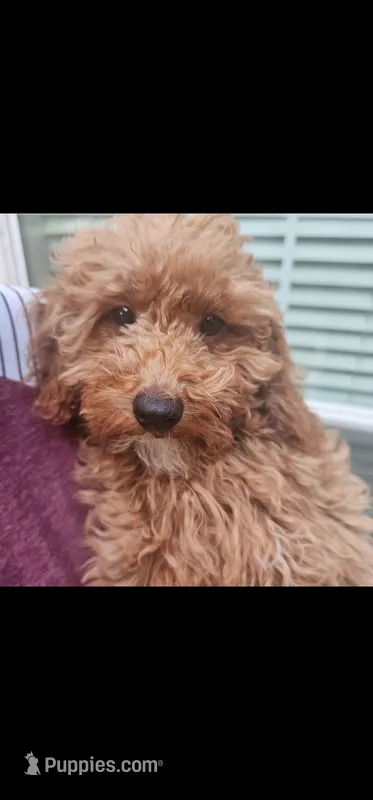 Zoey – Miniature Goldendoodle puppy for sale in Dallas, TX