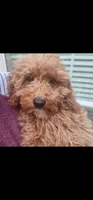 Zoey, a female Miniature Goldendoodle for sale in Dallas, TX – 1 of 1