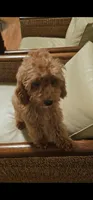 Hazel, a female Miniature Goldendoodle for sale in Dallas, TX – 1 of 2
