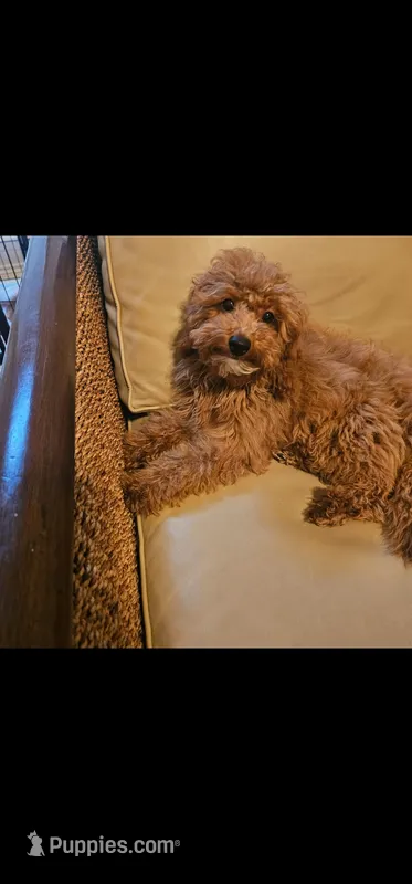 Hazel – Miniature Goldendoodle puppy for sale in Dallas, TX