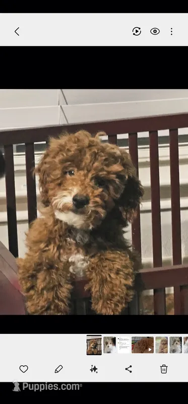 Simba – Miniature Goldendoodle puppy for sale in Dallas, TX