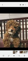 Simba, a male Miniature Goldendoodle for sale in Dallas, TX – 1 of 1