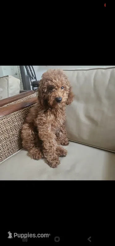 Zoey – Miniature Goldendoodle puppy for sale in Dallas, TX
