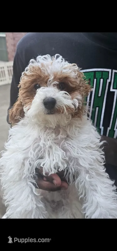 Ginger – Miniature Goldendoodle puppy for sale in Dallas, TX