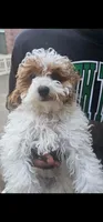 Ginger, a female Miniature Goldendoodle for sale in Dallas, TX – 1 of 1