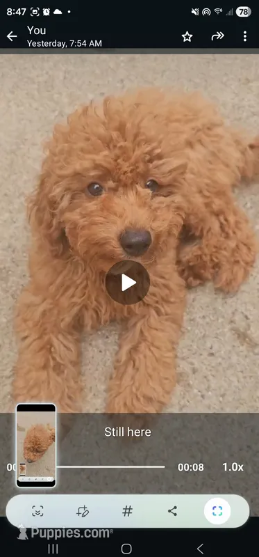 Zoey – Miniature Goldendoodle puppy for sale in Dallas, TX
