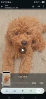 Zoey, a female Miniature Goldendoodle for sale in Dallas, TX – 1 of 2
