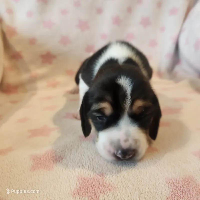 Female #2 – Beagle puppy for sale in Mineral Point, WI