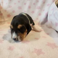 Female #1, a female Beagle for sale in Mineral Point, WI – 3 of 5