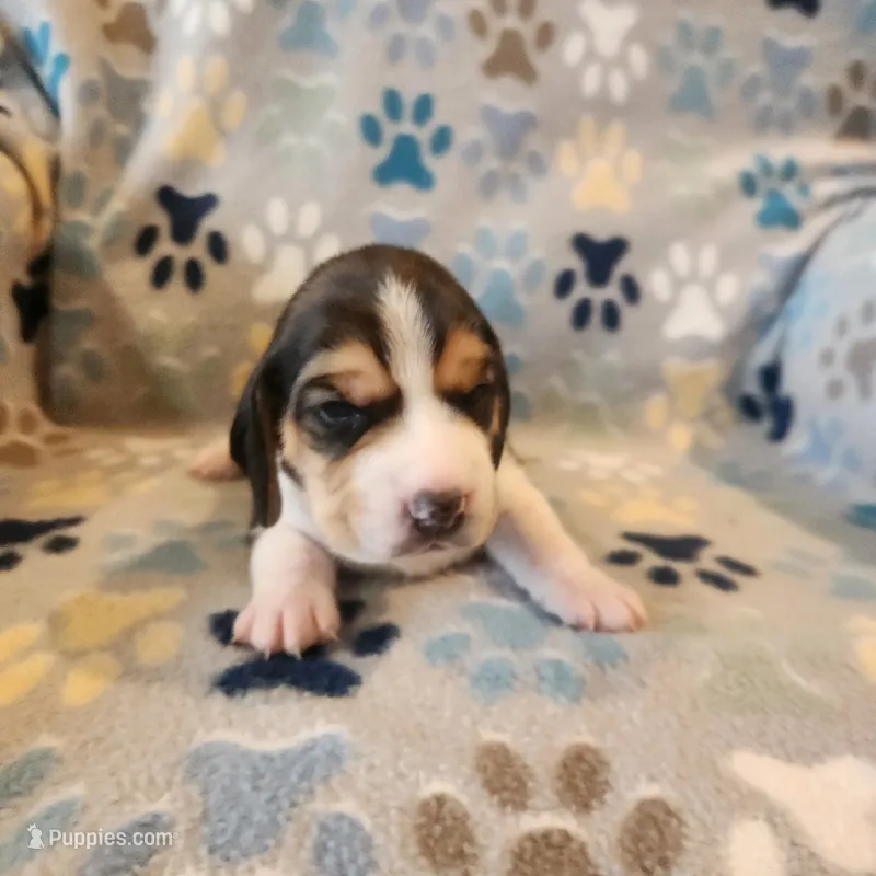 male #1 – Beagle puppy for sale in Mineral Point, WI